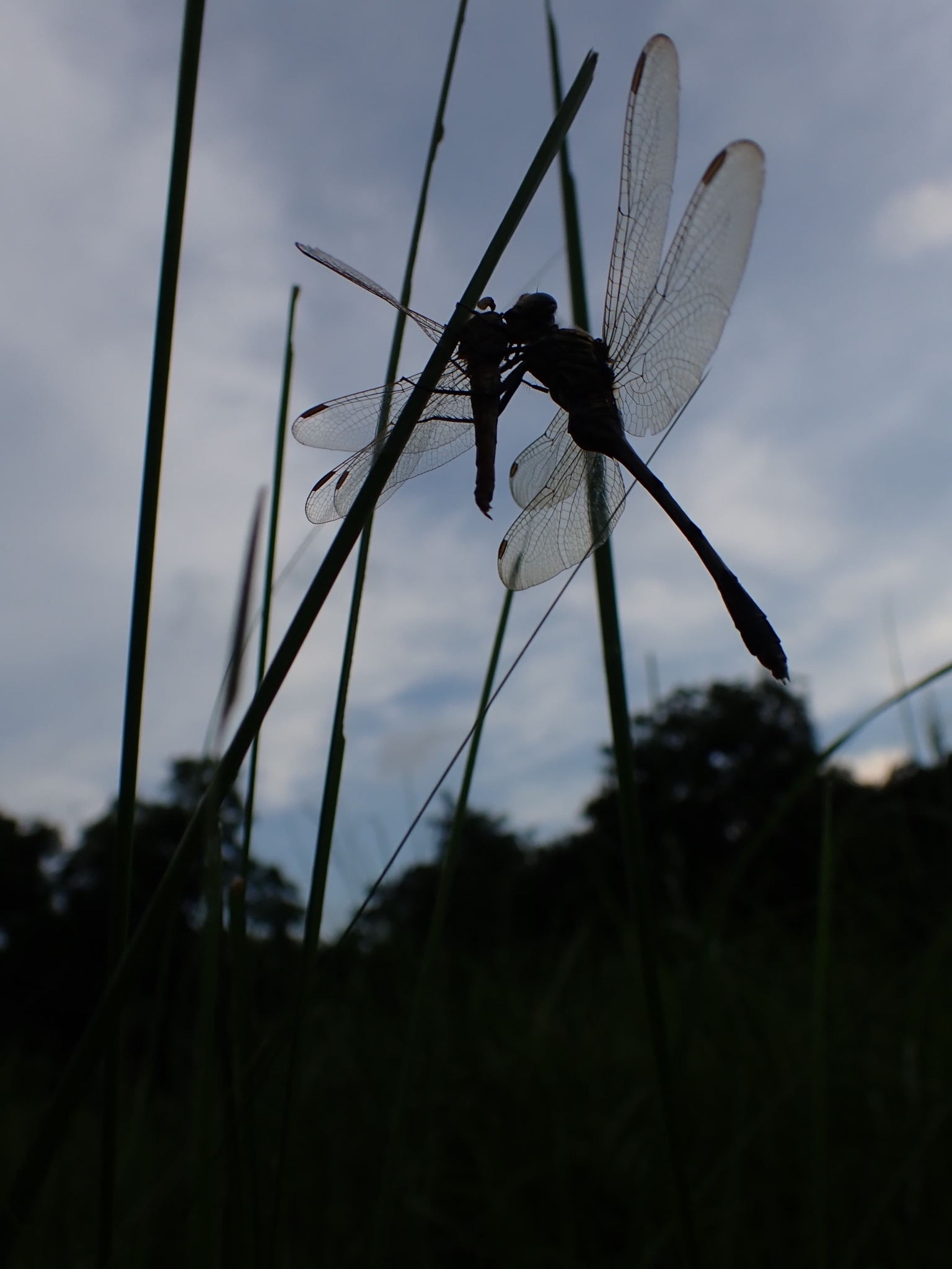 Slender Skimmer