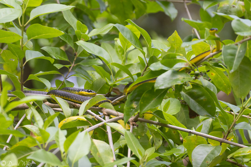 Common Tree Snake sighting