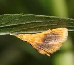 Mabra eryxalis