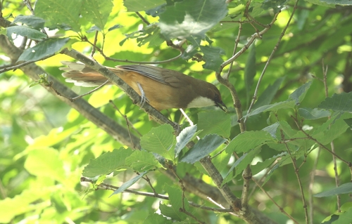 White-throated Laughingthrush
