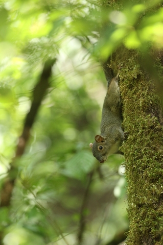 Perny's Long-nosed Squirrel