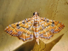Ommatospila narcaeusalis