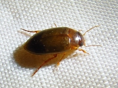 Copelatus chevrolati