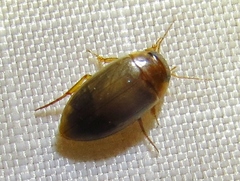 Copelatus chevrolati