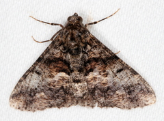 Gastrinodes argoplaca