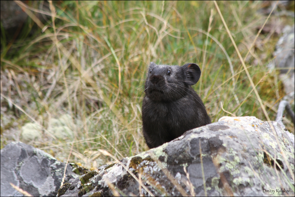 Alpine Pika