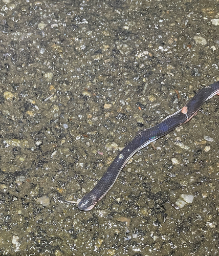 Beddome's Black Earth Snake