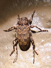 Astyleiopus variegatus