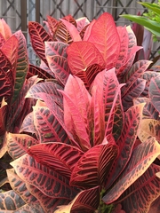 Codiaeum variegatum
