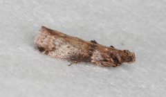 Conobathra hemichlaena