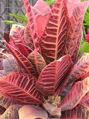 Codiaeum variegatum