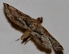 Sufetula