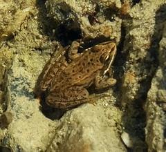 Rana luteiventris