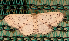 Idaea punctatissima