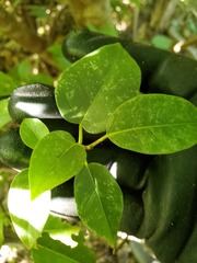 Ficus prolixa