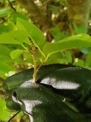 Ficus prolixa