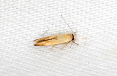 Stathmopoda liporrhoa