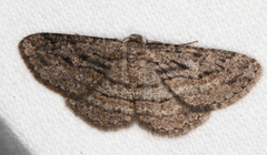Zermizinga sinuata