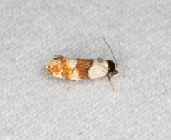 Euphiltra eroticella