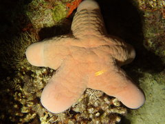 Choriaster granulatus