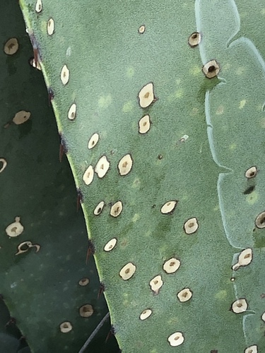 Speckled Agave Weevil photo 3