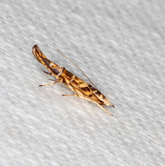 Trachydora chrysodoxa