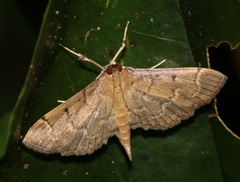 Herpetogramma rudis