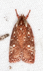 Euchaetis metallota