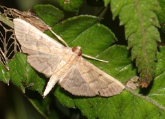 Herpetogramma rudis