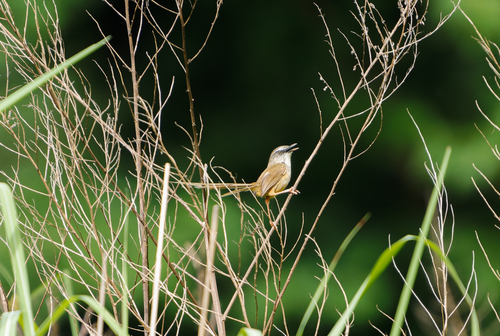 Hill Prinia (Prinia superciliaris), photo 7
