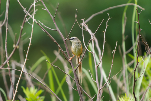 Hill Prinia (Prinia superciliaris), photo 6
