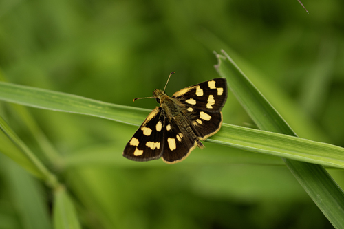 Carterocephalus alcina