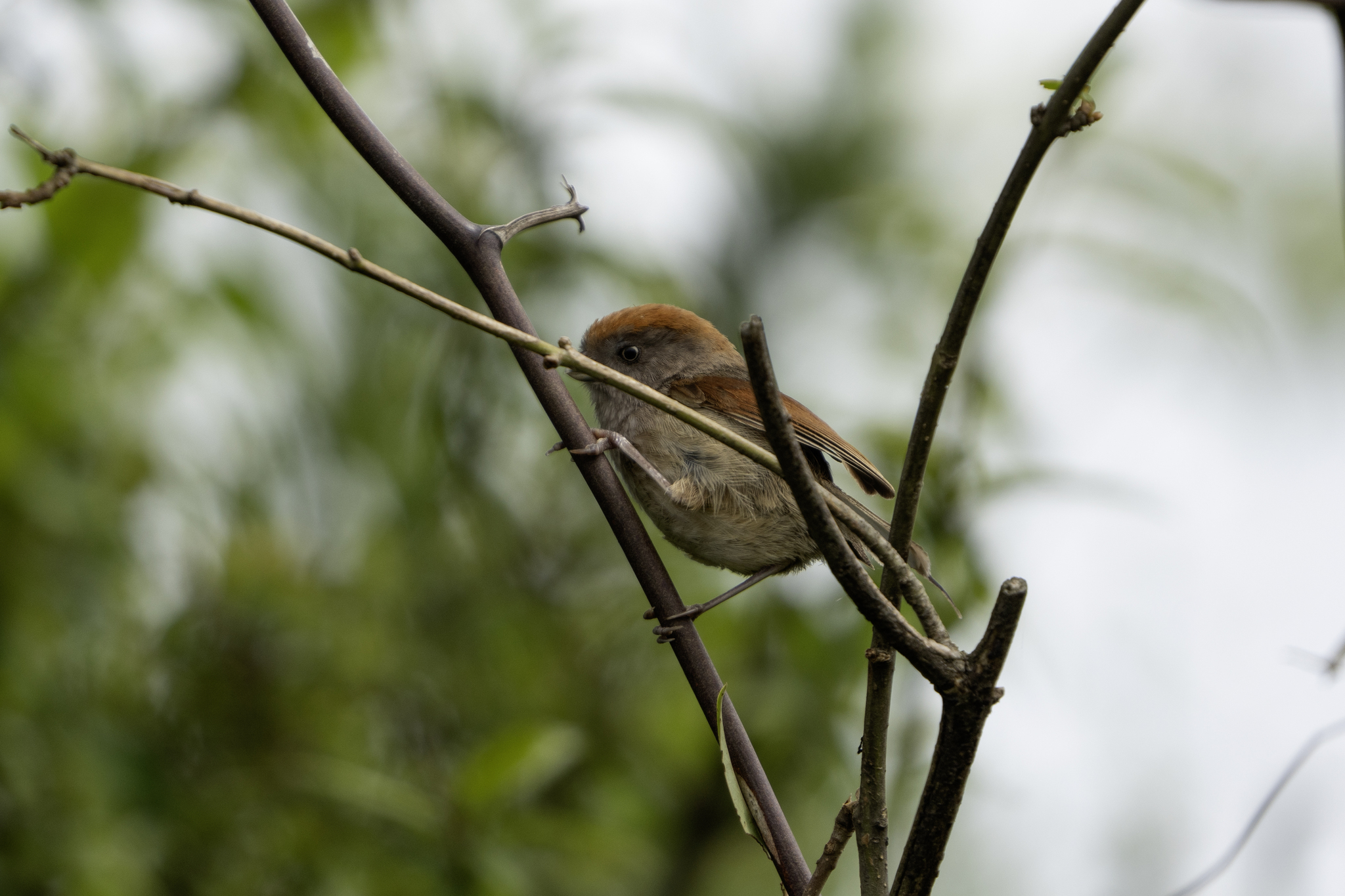Ashy-throated Parrotbill