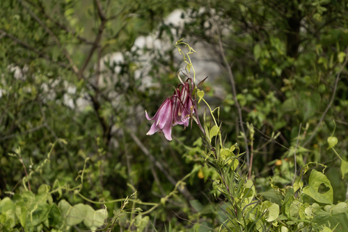 Lilium bakerianum observed 2025-07-10
