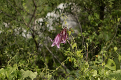 Lilium bakerianum, photograph author not stated, no rights reserved