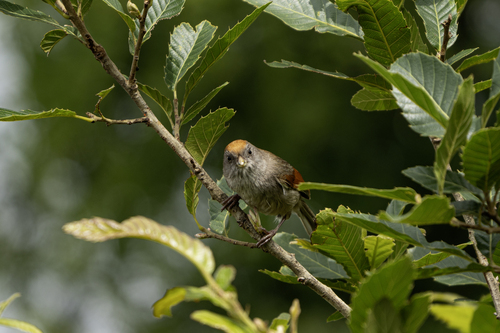 Ashy-throated Parrotbill (Suthora alphonsiana), photo 6