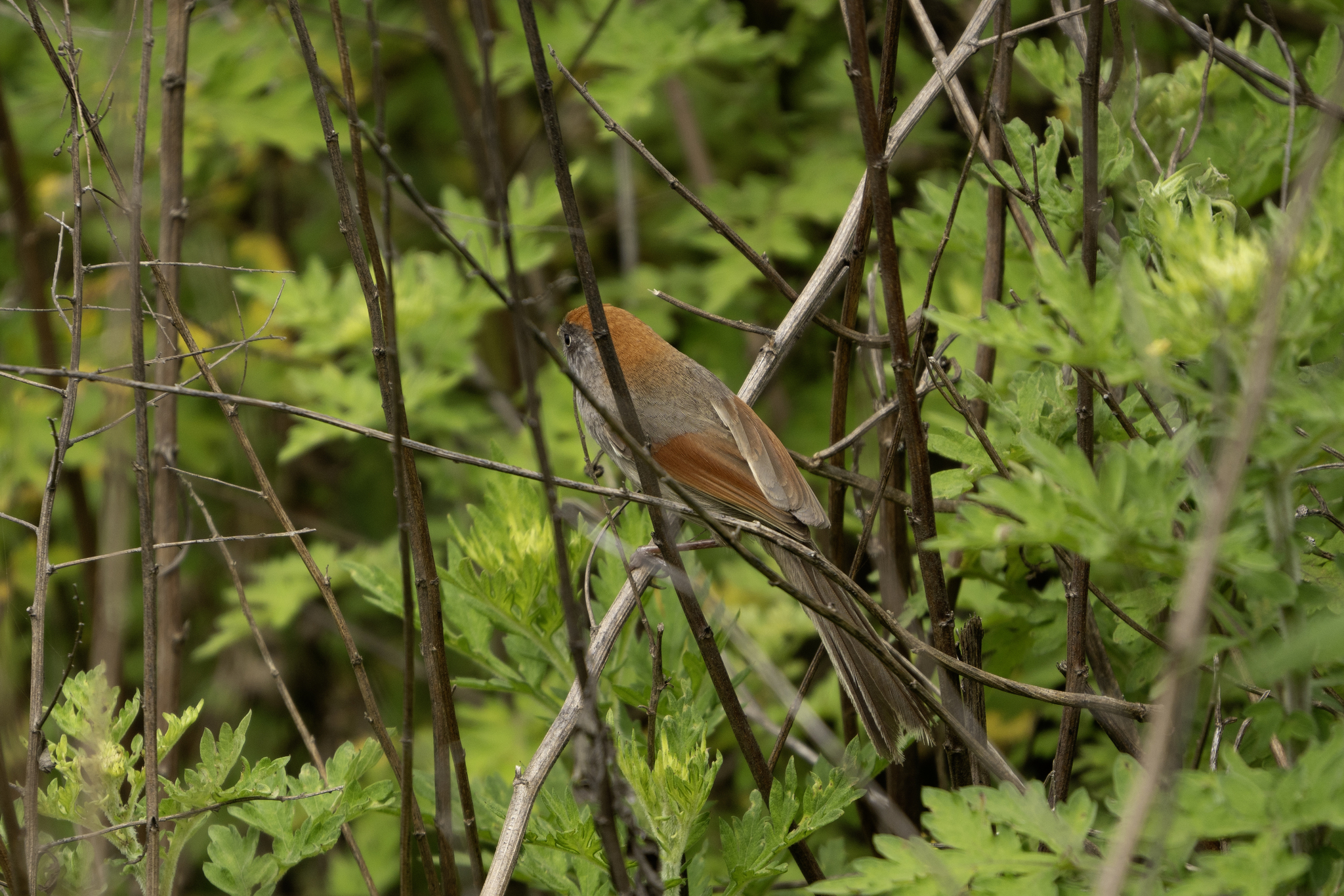 Ashy-throated Parrotbill