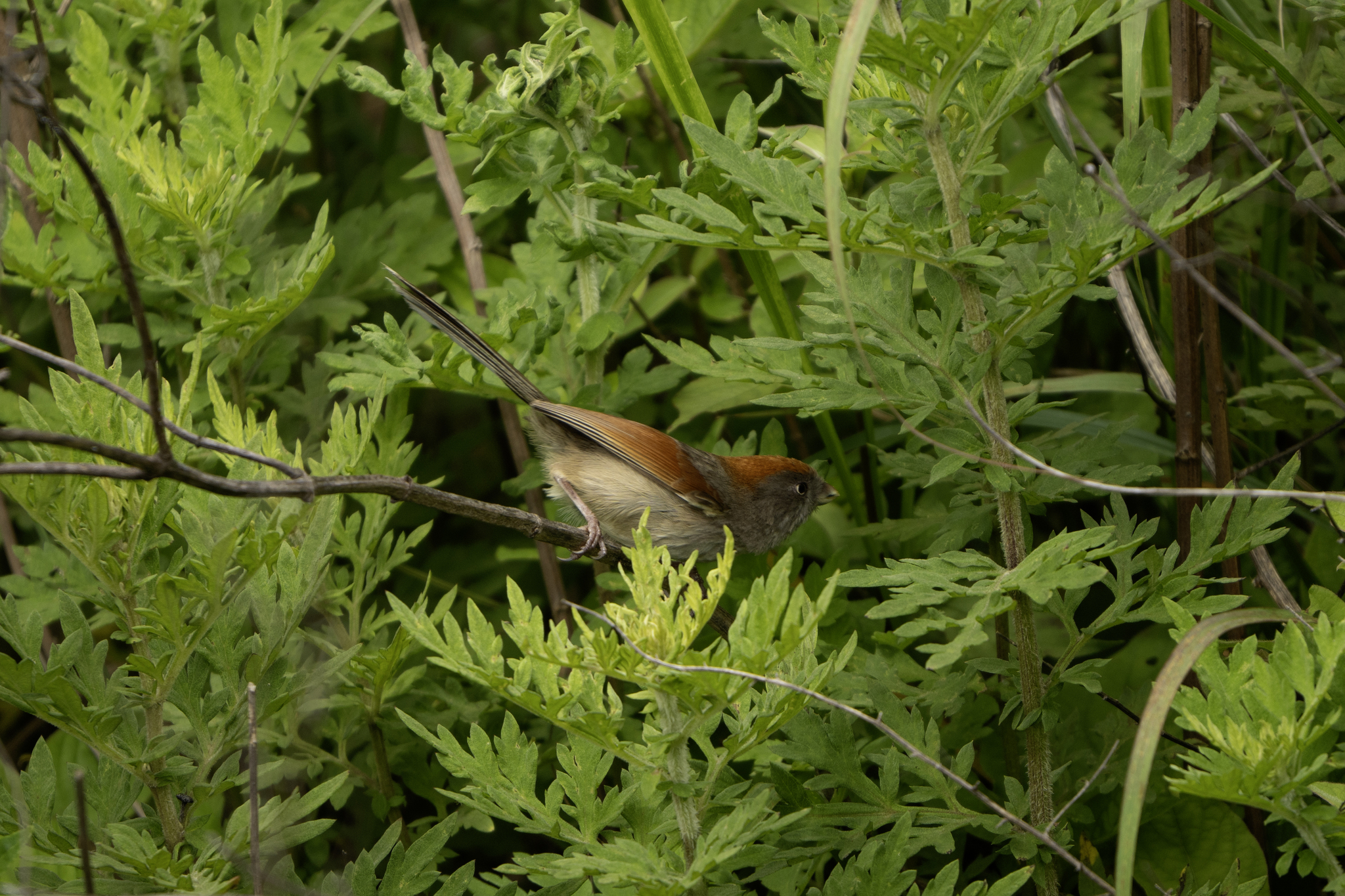 Ashy-throated Parrotbill