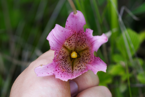 Lilium bakerianum, photograph 4