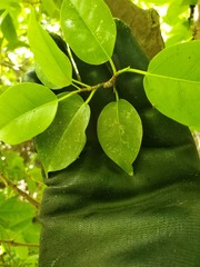 Ficus prolixa