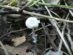 Entoloma albogriseum