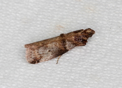 Conobathra hemichlaena