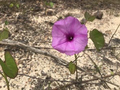 Ipomoea setifera