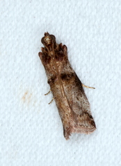 Conobathra hemichlaena