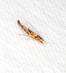 Trachydora chrysodoxa