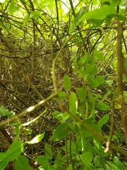 Ficus prolixa