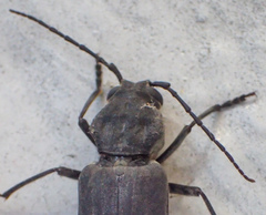 Arhopalus asperatus