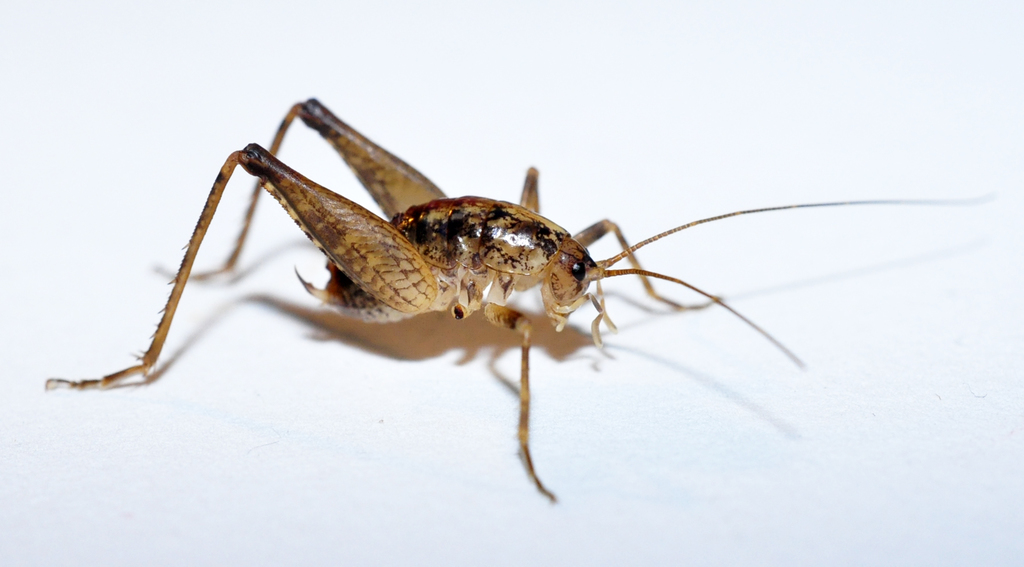 Pristoceuthophilus celatus