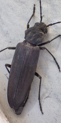 Arhopalus asperatus