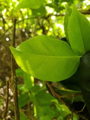 Ficus prolixa